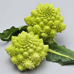 }lXR  y lIXpC z q痱 ( }lXR̎ )