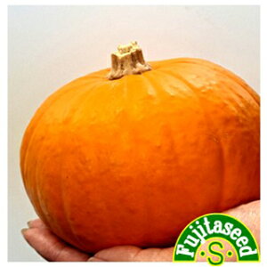 J{`  y ~jnEBpvL z  ( J{`̎ )