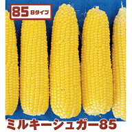 トウモロコシ 種 【 ミルキーシュガー85 】 2000粒 ( トウモロコシの種 )