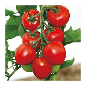 ���ʃg�}�g �� �y �������� �z 100�� ( ���ʃg�}�g�̎� )