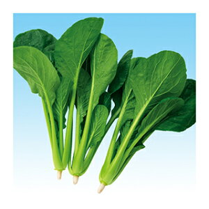   y 킩 z 20ml ( ؂̎ )