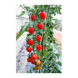 �~�j�g�}�g �� �y TY�v���� ���r�[ �z ���� ( �~�j�g�}�g�̎� )