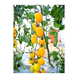 ~jg}g  y TYv CG[ z  ( ~jg}g̎ )