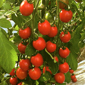 �g�}�g �� �y �G�R�X�C�[�g������ �z ���� ( �g�}�g�̎� )