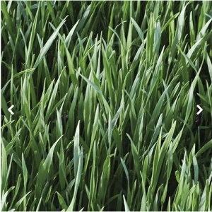 緑肥 種 【 ライムギ 】 900g ( 緑肥の種 )