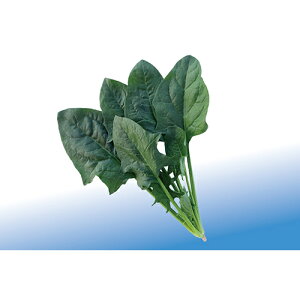 zE\E  y T}[WI z M3 ( zE\E̎ )