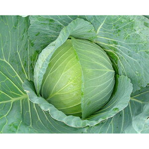 Lxc  y VV z ybg5000 ( Lxc̎ )