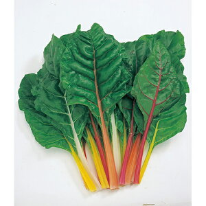 n[u  y XCX`[h@uCgCg z Se[v 15mi10cm×2j ( n[u̎ )