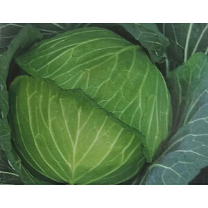 Lxc  y ŎR2 z  ( Lxc̎ )