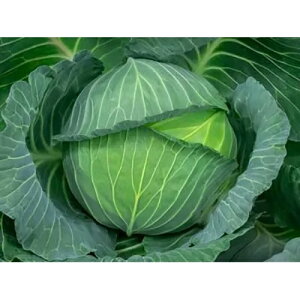 Lxc  y  z R[gL5000 ( Lxc̎ )