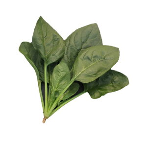 zE\E  y ̉ z L1L ( zE\E̎ )