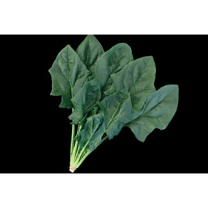 zE\E  y XpC_[f[N z  ( zE\E̎ )