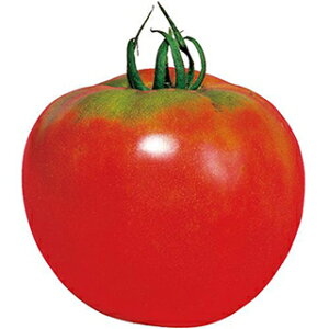 ʃg}g  y ͕Ď z 1000 ( ʃg}g̎ )