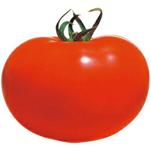 ʃg}g  y Y z 1000 ( ʃg}g̎ )