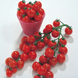 ~jg}g  y  z 100 ( ~jg}g̎ )