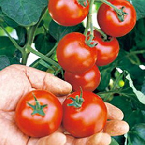 ʃg}g  y C60 z 1000 ( ʃg}g̎ )