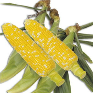 �g�E�����R�V �� �y �O���r�X �z 30ml ( �g�E�����R�V�̎� )