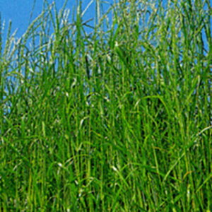 緑肥 種 【 イタリアンライグラス ワセユタカ 】 1kg ( 緑肥の種 )