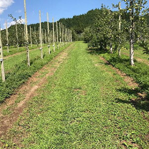 Δ  y ʎp@t[cT|[^[ z 1kg ( Δ̎ )