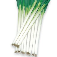 ネギ 種 【 夏扇4号 】 種子 ペレット6千粒 （ 種 野菜 野菜種子 野菜種 ）