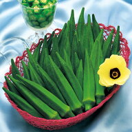 オクラ 種 【グリーンソード】 1,000粒 （ 種 野菜 野菜種子 野菜種 ）