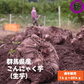 群馬県産 こんにゃく芋 2025年産 みやままさり 生芋 1kg（約2～3個）～20kg【通年販売】