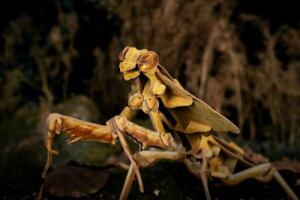 MAKEBUG|͌^V[Y ͗tJ}Lym}dz