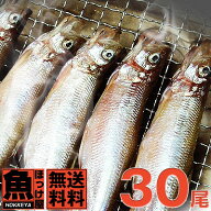 自社加工【送料無料】北海道（広尾産）ししゃも オス大サイズ 30尾 （化粧箱入）【本ししゃも】シシャモ…
