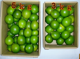 リスボンレモン　1Kg　特別栽培　減農薬栽培　★ 果物・野菜ソムリエ★が作る！激オシ　【送料無料】海水散布!ミネラルたっぷり! 美味しいレモン　　九州 熊本県 れもん　熊本檸檬　すっぱい香りがいい！