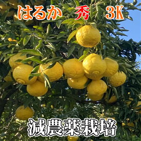 こだわりはるか秀品3kg玉揃え特別栽培　減農薬栽培 果物・野菜ソムリエ★が作る！激オシ　【送料無料】高級サンゴ使用！海水散布!ミネラルたっぷり!　美味しいミカン　　九州熊本県みかん　熊本蜜柑　日向夏（ひゆうがなつ）　おいしいくて甘く糖度