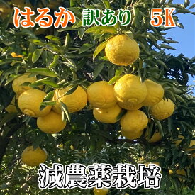 こだわり 訳あり はるか 5kg★ 特別栽培（化学肥料・化学消毒半分以下）減農薬栽培 果物・野菜ソムリエ★が作る！激オシ【送料無料】高級サンゴ使用！海水散布!ミネラルたっぷり!　美味しい ミカン 九州 熊本産 みかん　熊本蜜柑　日向夏 ひゅうがなつ