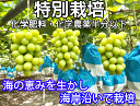 沿岸育ち樹上完熟種なしシャインマスカット約1Kg(2-3房)【熊本産】特別栽培（化学肥料・化学農薬半分以下）・果物ソムリエ★が作る！送料無料高級サンゴ、海水散布!ミネラルたっぷり!　美味しい 葡萄 九州 ぶどう　岡山・山梨・長野にも負けないぶどう