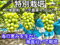 楽天市場】シャインマスカット 熊本の通販