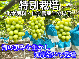 沿岸育ち樹上完熟種なしシャインマスカット約1Kg(2-3房)【熊本産】特別栽培（化学肥料・化学農薬半分以下）・果物ソムリエ★が作る！送料無料高級サンゴ、海水散布!ミネラルたっぷり!　美味しい 葡萄 九州 ぶどう　岡山・山梨・長野にも負けないぶどう