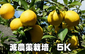 リスボンレモン 5kg 特別栽培　 減農薬栽培 5kg 果物・野菜ソムリエ★が作る！激オシ【送料無料】海水散布!ミネラルたっぷり!　美味しいレモン　九州熊本県れもん　熊本檸檬　すっぱい香りがいい！