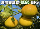 こだわりスイートスプリング　訳あり5kg特別栽培（化学肥料・化学消毒半分以下）果物・野菜ソムリエが作る　減農薬栽…