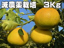 こだわりスイートスプリング3kg特別栽培（化学肥料・化学消毒半分以下）果物・野菜ソムリエが作る　減農薬栽培【送料…