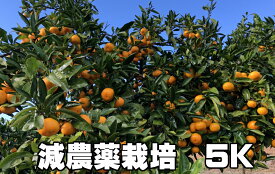 グリーン汐風みかん　5kg 特別栽培　熊本県産　（化学肥料・化学消毒半分以下） 減農薬栽培果物・野菜ソムリエ が作る！激オシ【送料無料】海水散布!高級サンゴ散布でミネラルたっぷり 美味しいミカン・九州熊本県みかん熊本蜜柑　おいしいくて甘く糖度があります