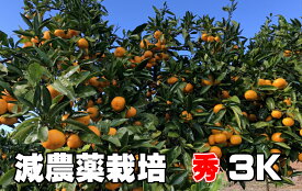 こだわり 汐風みかん 秀品 3kg 減農薬栽培 果物・野菜ソムリエ★が作る 【送料無料】海水散布!高級サンゴ散布でミネラルたっぷり!　美味しいミカン・九州 熊本 蜜柑　おいしいくて 甘く 糖度
