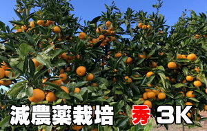  ݂ Gi 3kg _͔| ʕE؃\G yzCUz!TSUzŃ~lՂ!@~JEB F{ @ Â 