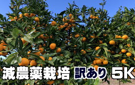 グリーン汐風みかん　訳あり 5kg 特別栽培　熊本県産（化学肥料・化学消毒半分以下） 減農薬栽培果物・野菜ソムリエ★が作る 【送料無料】海水散布!高級サンゴ散布でミネラルたっぷり!　美味しいミカン・九州 熊本 蜜柑　おいしいくて 甘く 糖度