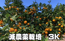 こだわり 汐風みかん 1.5kg 特別栽培（化学肥料・化学消毒半分以下） 減農薬栽培 果物・野菜ソムリエ★が作る 【送料無料】海水散布!高級サンゴ散布でミネラルたっぷり!　美味しいミカン・九州 熊本 蜜柑　おいしいくて 甘く 糖度