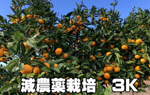 ������� �����݂��� 1.5kg ���ʍ͔|�i���w�엿�E���w���Ŕ����ȉ��j ���_��͔| �ʕ��E��؃\�����G������� �y���������z�C���U�z!�����T���S�U�z�Ń~�l���������Ղ�!�@���������~�J���E