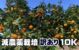 島育ちグリーン汐風みかん　訳あり　10kg 熊本県産　特別栽培（化学肥料・化学消毒半分以下） 減農薬栽培 果物・野菜ソムリエ★が作る 【送料無料】海水散布!高級サンゴ散布でミネラルたっぷり!　美味しいミカン・九州 熊本 蜜柑　おいしいくて 甘く 糖度