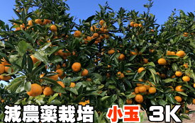 こだわり 汐風みかん 小 3kg 減農薬栽培 果物・野菜ソムリエ★が作る 【送料無料】海水散布!高級サンゴ散布でミネラルたっぷり!　美味しいミカン・九州 熊本 蜜柑　おいしいくて 甘く 糖度