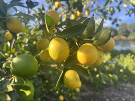 ミニライム　1kg★　珍しいく日本ではほぼない！ 　お酒やサラダ　私はビールに入れると最高　　九州 熊本県 ライム　檸檬　すっぱい香りがいい！