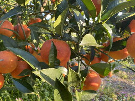 ブラッドオレンジ　タロッコ種　5Kg　　特別栽培（化学肥料・化学消毒半分以下）減農薬栽培！果物・野菜ソムリエ★が作る！激オシ　【送料無料】高級サンゴ使用！海水散布!ミネラルたっぷり!　美味しい ミカン　 九州 熊本県 みかん　熊本蜜柑