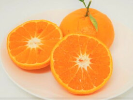 西南のひかり　3K　訳あり　特別栽培（化学肥料・化学消毒半分以下）減農薬栽培！果物・野菜ソムリエ★が作る！激オシ　【送料無料】高級サンゴ使用！海水散布!ミネラルたっぷり!　美味しい ミカン　 九州 熊本県 みかん　熊本蜜柑