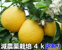 河内晩柑（ジューシーオレンジ） 訳あり 4k 特別栽培　減農薬 栽培 発祥の地 熊本 ★果物ソムリエが作る 送料無料 ギ…