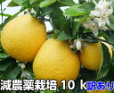 河内晩柑（ジューシーオレンジ） 訳あり 10k　特別栽培 　減農薬 栽培 発祥の地 熊本★ オレンジ ★果物ソムリエが作…